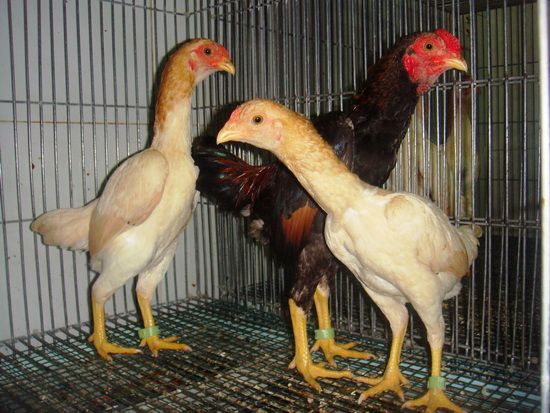 Trại gà Mỹ Toàn Thắng chuyên cung cấp gà tre mỹ con, asil tre từ cha mẹ nhập - 14