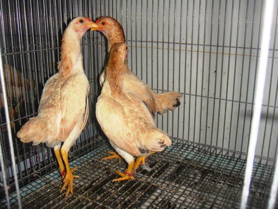 Trại gà Mỹ Toàn Thắng chuyên cung cấp gà tre mỹ con, asil tre từ cha mẹ nhập - 15