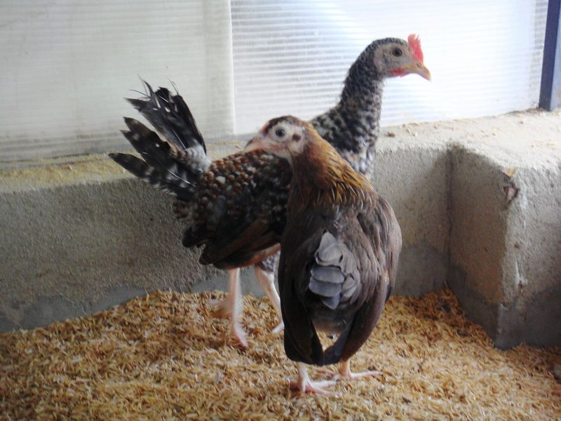 Trại gà Mỹ Toàn Thắng chuyên cung cấp gà tre mỹ con, asil tre từ cha mẹ nhập - 11