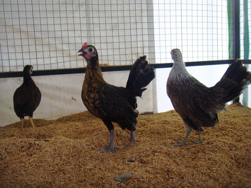 Trại gà Mỹ Toàn Thắng chuyên cung cấp gà tre mỹ con, asil tre từ cha mẹ nhập - 10