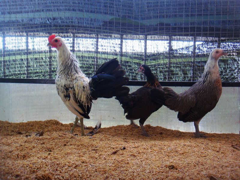 Trại gà Mỹ Toàn Thắng chuyên cung cấp gà tre mỹ con, asil tre từ cha mẹ nhập - 9