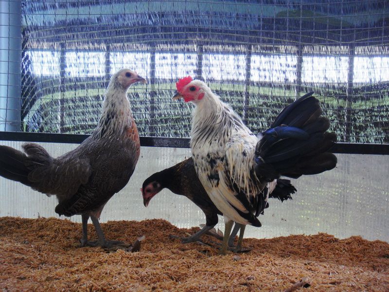 Trại gà Mỹ Toàn Thắng chuyên cung cấp gà tre mỹ con, asil tre từ cha mẹ nhập - 8