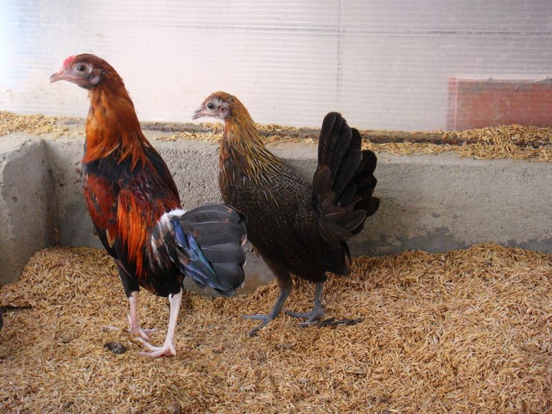Trại gà Mỹ Toàn Thắng chuyên cung cấp gà tre mỹ con, asil tre từ cha mẹ nhập - 7