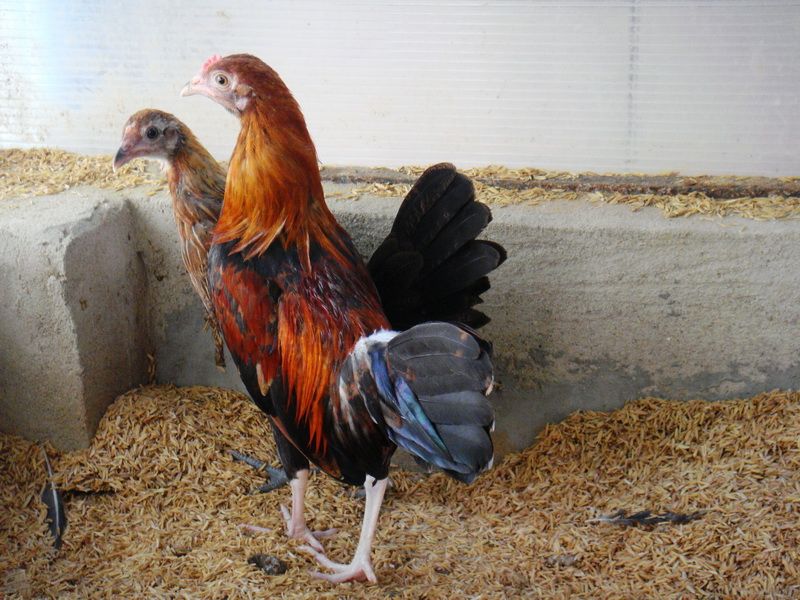 Trại gà Mỹ Toàn Thắng chuyên cung cấp gà tre mỹ con, asil tre từ cha mẹ nhập - 6