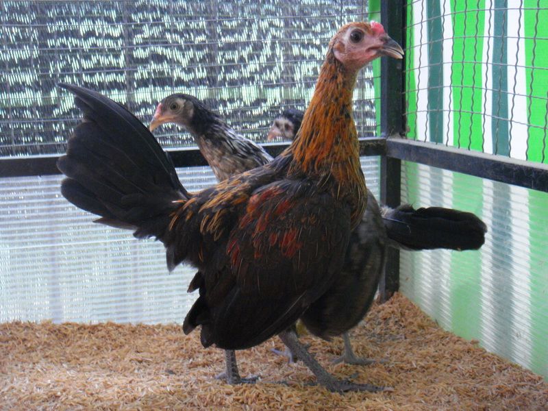 Trại gà Mỹ Toàn Thắng chuyên cung cấp gà tre mỹ con, asil tre từ cha mẹ nhập - 5