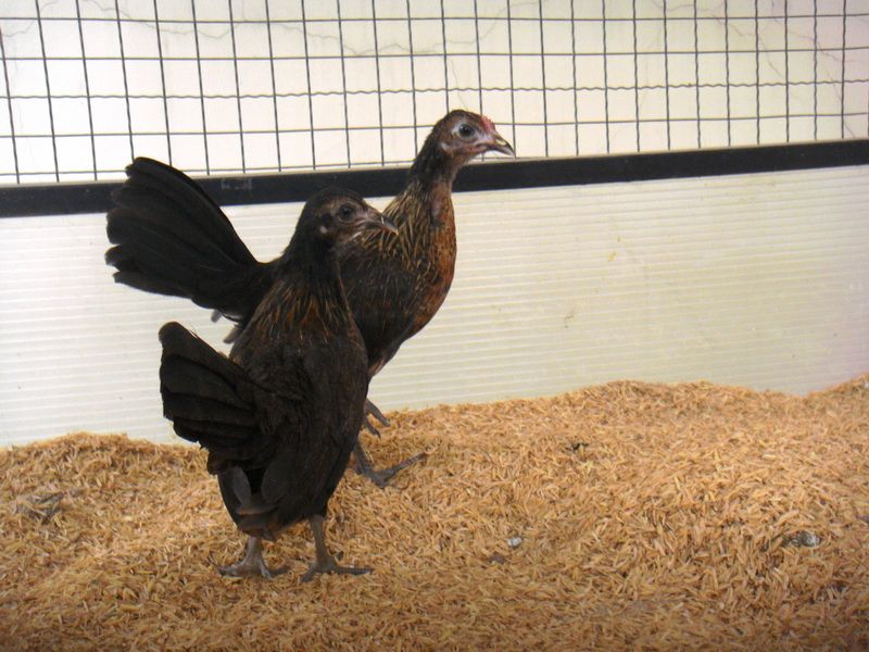 Trại gà Mỹ Toàn Thắng chuyên cung cấp gà tre mỹ con, asil tre từ cha mẹ nhập - 4