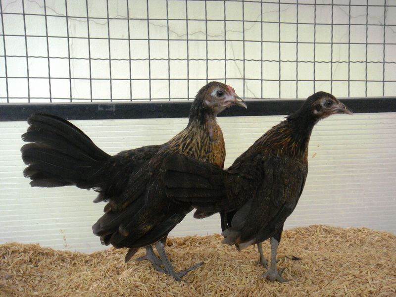 Trại gà Mỹ Toàn Thắng chuyên cung cấp gà tre mỹ con, asil tre từ cha mẹ nhập - 3