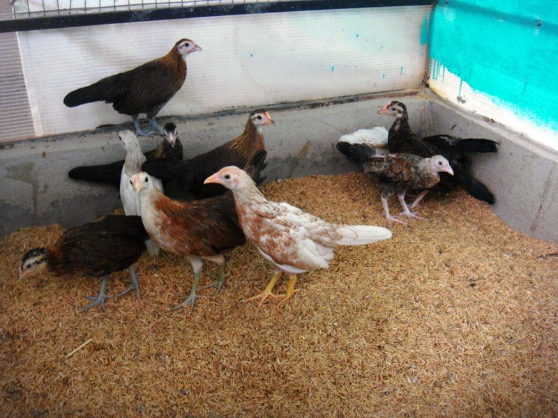 Trại gà Mỹ Toàn Thắng chuyên cung cấp gà tre mỹ con, asil tre từ cha mẹ nhập - 2