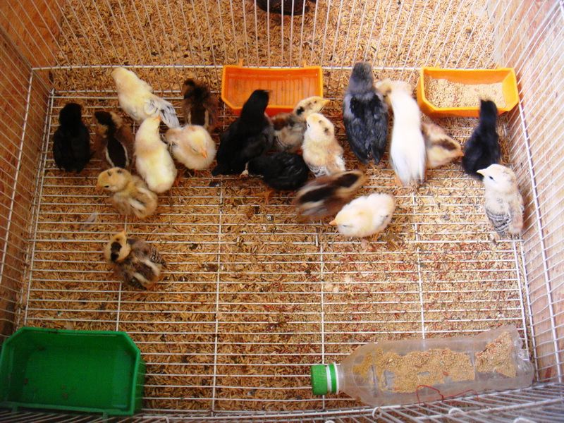 Trại gà Mỹ Toàn Thắng chuyên cung cấp gà tre mỹ con, asil tre từ cha mẹ nhập - 1