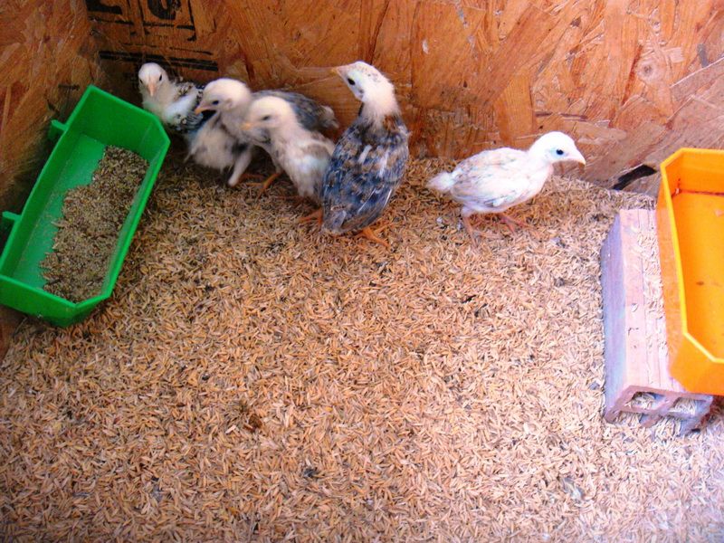Trại gà Mỹ Toàn Thắng chuyên cung cấp gà tre mỹ con, asil tre từ cha mẹ nhập
