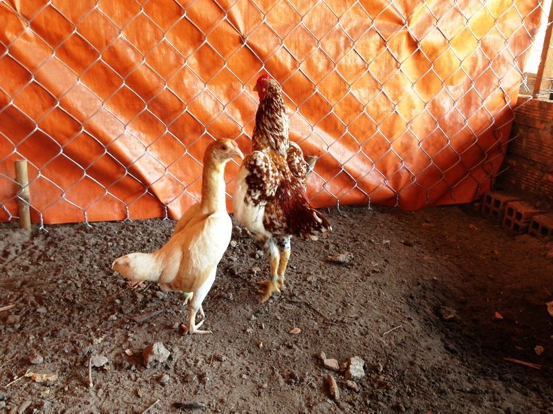 Trại gà Mỹ Toàn Thắng chuyên cung cấp gà tre mỹ con, asil tre từ cha mẹ nhập - 13
