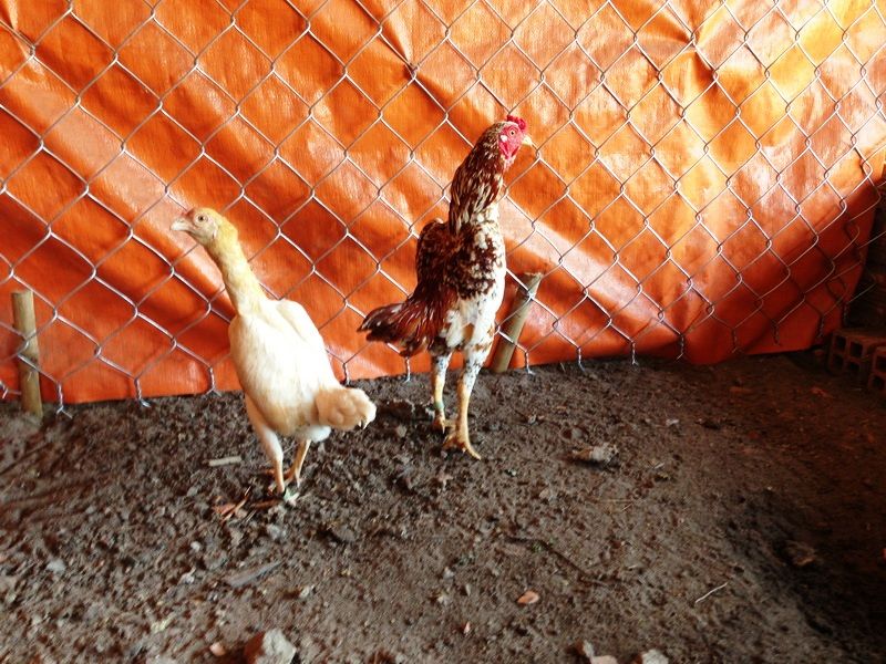 Trại gà Mỹ Toàn Thắng chuyên cung cấp gà tre mỹ con, asil tre từ cha mẹ nhập - 12