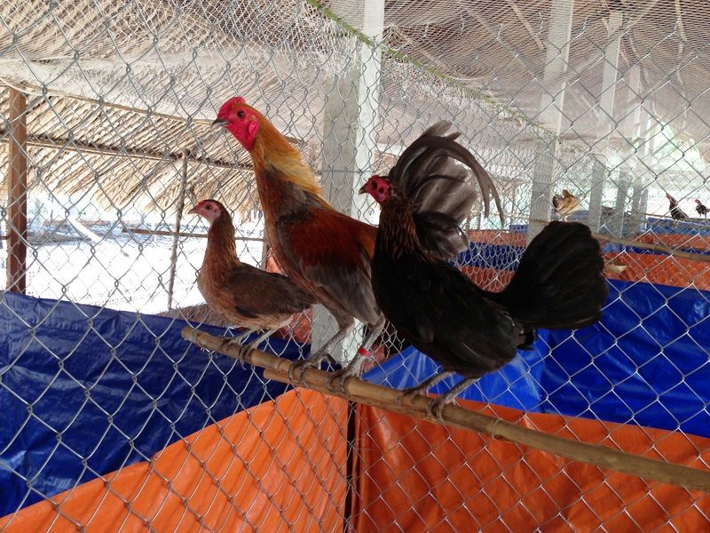 Trại gà Mỹ Toàn Thắng chuyên cung cấp gà tre mỹ con, asil tre từ cha mẹ nhập - 30