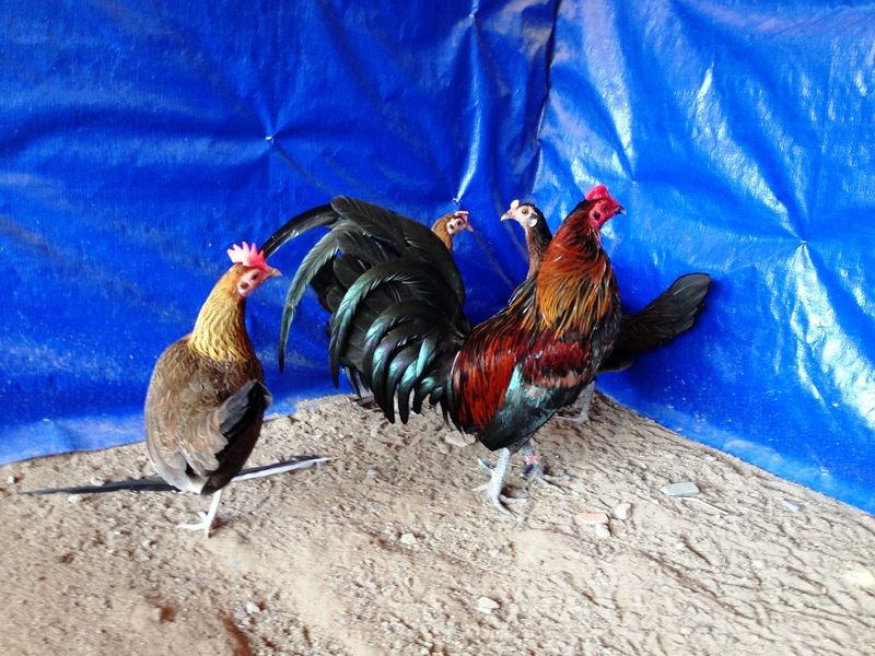 Trại gà Mỹ Toàn Thắng chuyên cung cấp gà tre mỹ con, asil tre từ cha mẹ nhập - 17