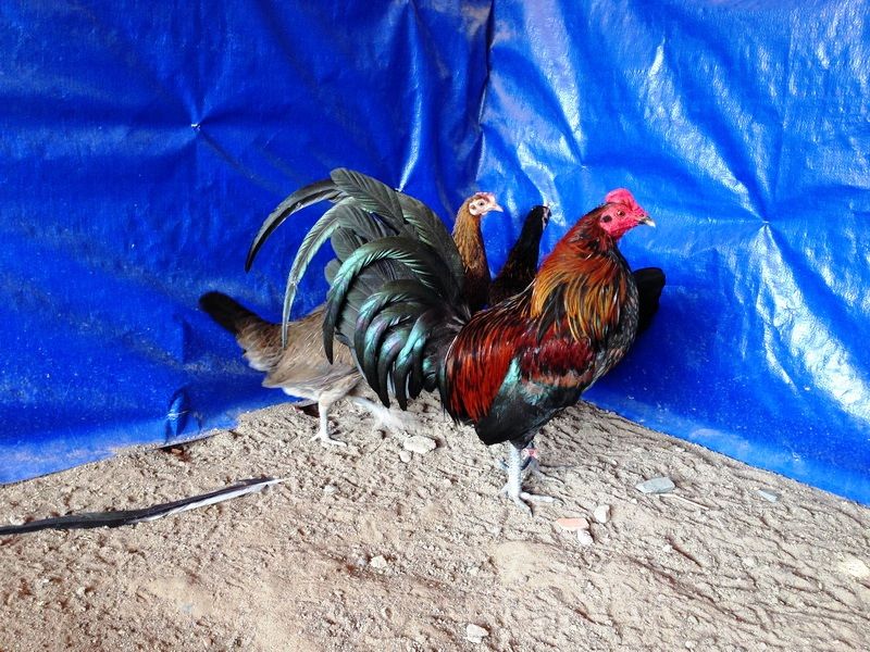 Trại gà Mỹ Toàn Thắng chuyên cung cấp gà tre mỹ con, asil tre từ cha mẹ nhập - 18