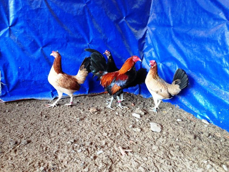 Trại gà Mỹ Toàn Thắng chuyên cung cấp gà tre mỹ con, asil tre từ cha mẹ nhập - 24