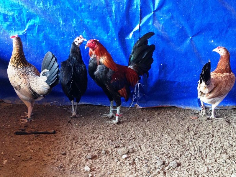 Trại gà Mỹ Toàn Thắng chuyên cung cấp gà tre mỹ con, asil tre từ cha mẹ nhập - 23