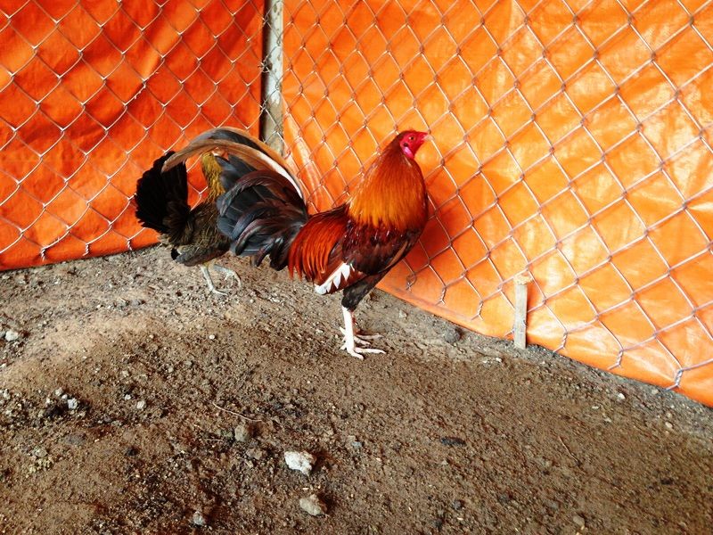 Trại gà Mỹ Toàn Thắng chuyên cung cấp gà tre mỹ con, asil tre từ cha mẹ nhập - 20