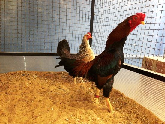 Trại gà Mỹ Toàn Thắng chuyên cung cấp gà tre mỹ con, asil tre từ cha mẹ nhập - 38