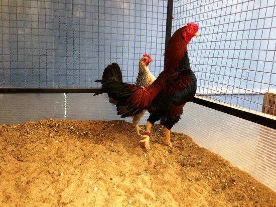 Trại gà Mỹ Toàn Thắng chuyên cung cấp gà tre mỹ con, asil tre từ cha mẹ nhập - 37