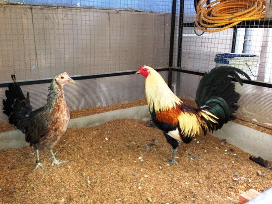 Trại gà Mỹ Toàn Thắng chuyên cung cấp gà tre mỹ con, asil tre từ cha mẹ nhập - 44