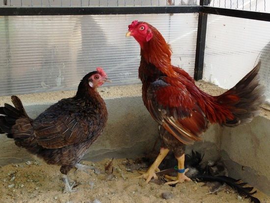 Trại gà Mỹ Toàn Thắng chuyên cung cấp gà tre mỹ con, asil tre từ cha mẹ nhập - 40