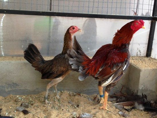 Trại gà Mỹ Toàn Thắng chuyên cung cấp gà tre mỹ con, asil tre từ cha mẹ nhập - 39