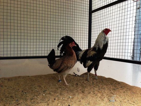 Trại gà Mỹ Toàn Thắng chuyên cung cấp gà tre mỹ con, asil tre từ cha mẹ nhập - 29