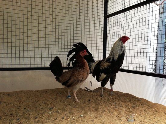 Trại gà Mỹ Toàn Thắng chuyên cung cấp gà tre mỹ con, asil tre từ cha mẹ nhập - 28