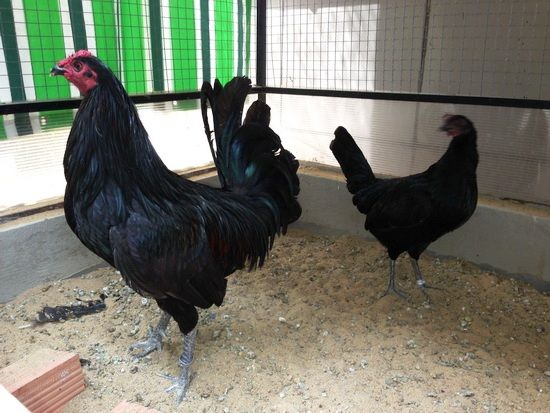 Trại gà Mỹ Toàn Thắng chuyên cung cấp gà tre mỹ con, asil tre từ cha mẹ nhập - 42