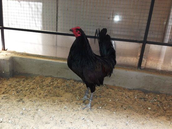 Trại gà Mỹ Toàn Thắng chuyên cung cấp gà tre mỹ con, asil tre từ cha mẹ nhập - 43