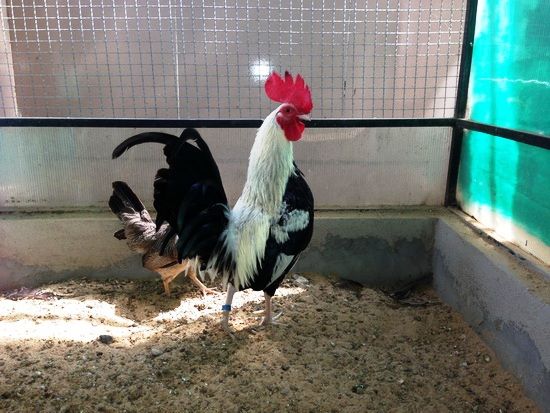 Trại gà Mỹ Toàn Thắng chuyên cung cấp gà tre mỹ con, asil tre từ cha mẹ nhập - 25