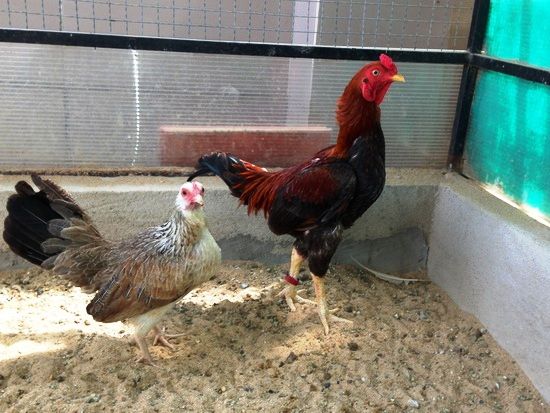 Trại gà Mỹ Toàn Thắng chuyên cung cấp gà tre mỹ con, asil tre từ cha mẹ nhập - 36