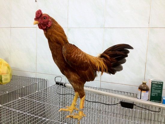 Trại gà Mỹ Toàn Thắng chuyên cung cấp gà tre mỹ con, asil tre từ cha mẹ nhập - 46