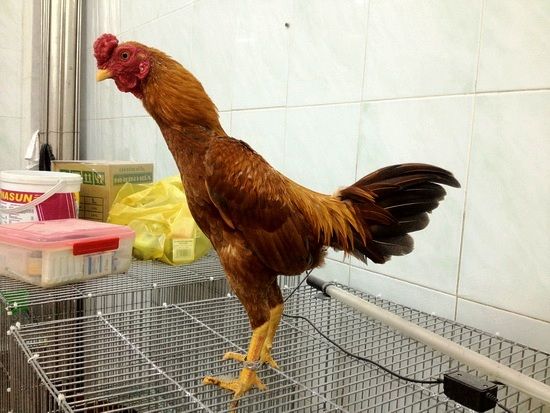 Trại gà Mỹ Toàn Thắng chuyên cung cấp gà tre mỹ con, asil tre từ cha mẹ nhập - 45