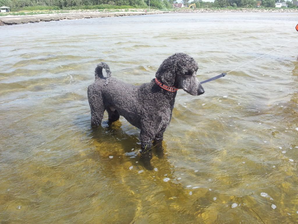 do poodles like water