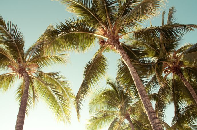 photo waikiki_Frankvinyl_21_zps6e2a779a.jpg