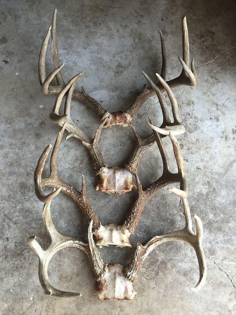 Deer Season and the 243 Winchester TexAgs