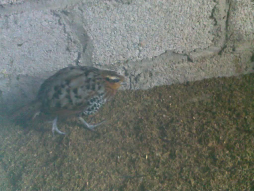 xin hỏi ACE đây là chim hay gà gì vậy?