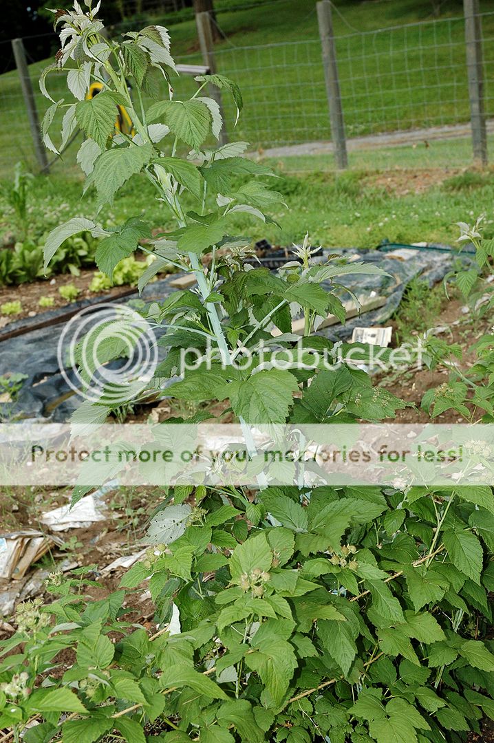 How Do You Stake Berry Plants? (Raspberry) | My Tractor Forum