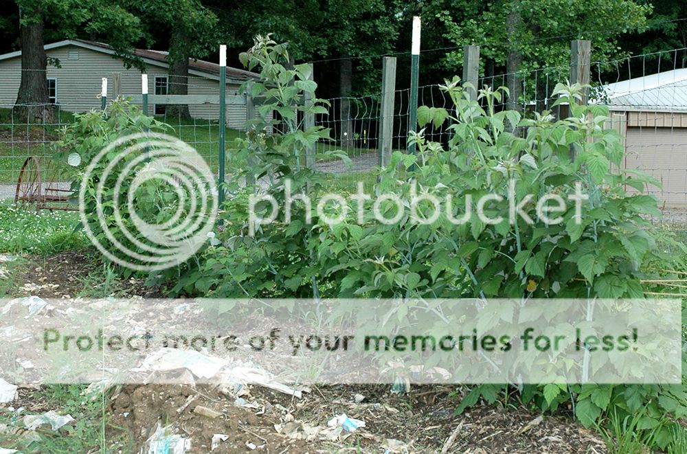 How Do You Stake Berry Plants? (Raspberry) | My Tractor Forum