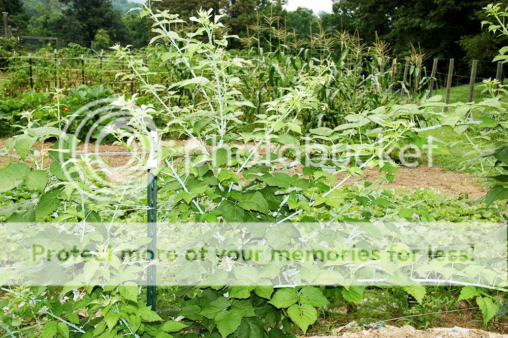 How Do You Stake Berry Plants? (Raspberry) | Page 2 | My Tractor Forum